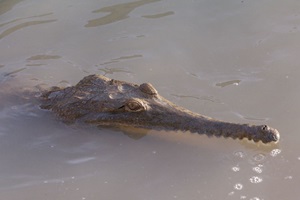 Johnston Freshwater Crocodile