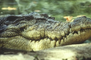 Saltwater Crocodile